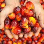 Edo State Targets Increased Forex Earnings via Oil Palm Investments