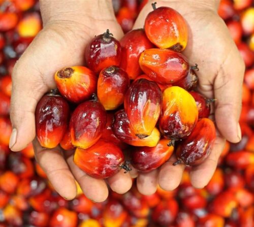 Edo State Targets Increased Forex Earnings via Oil Palm Investments