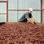 UK Investment Fuels Expansion for Nigerian Cocoa Processor Johnvents