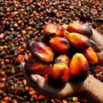 Nigeria’s Leading Oil Palm Producers Thrive Amid Naira Devaluation