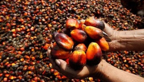 Nigeria’s Leading Oil Palm Producers Thrive Amid Naira Devaluation